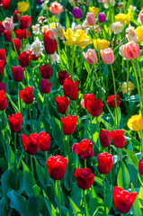 Flowerbed of white, red, pink, yellow tulips and green grass in the garden