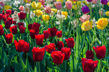 Flowerbed of white, red, pink, yellow tulips and green grass in the garden