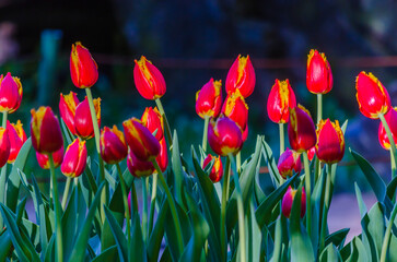 Many buds of red blossoming tulips in the garden