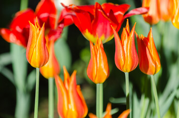 Many buds of red and orange blossoming tulips on the background of bright green grass