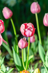 Blooming pink tulips in the rays of the evening sun