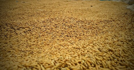 Beautiful gold color sunset at rice field, rice terrace,Rice field.Close-up to thai rice seeds in ear of paddy.Close up of yellow green rice field, Top view of white rice and paddy rice, india
