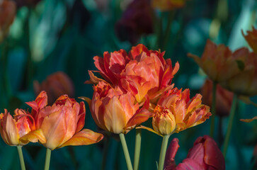 Blooming orange tulips from blossoming buds closeup
