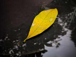 Maple leaf in sea water, autumn vibes, bright autumn maple leaves in water, natural background. autumn atmosphere image. fall season concept flat lay Dry marple leaf on water surface,water drops india