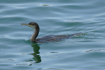 cormorant swimming in the clear water of Po Delta Park