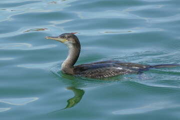 cormorant swimming in the clear water of Po Delta Park