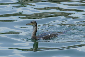 cormorant swimming in the clear water of Po Delta Park