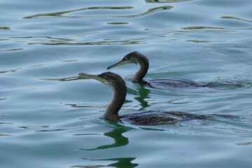 couple of cormorants swimming in the clear water of Po Delta Park