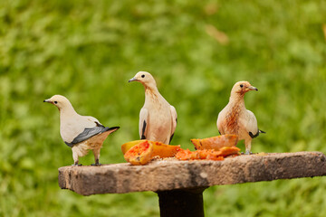 The Birds Feeding