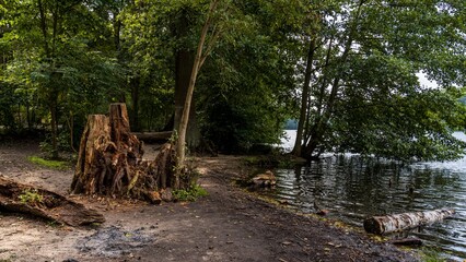 Tree trunks on the shore of the Schlachtensee in Berlin, Germany