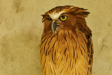 The Wise Owl winking