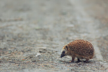 animal wild in nature hedgehog in the forest, european hedgehog runs © kichigin19