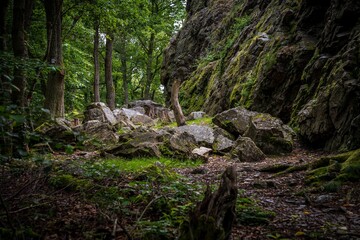 A tree trunk and some rocks of the Kirn Dolomites near Kallenfels, Rhineland-Palatine, Germany