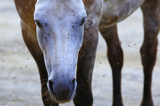 insects bite the horse, gadflies and flies attack the horse wildlife insect protection farm