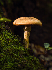 A forest brown mushroom in a natural background.