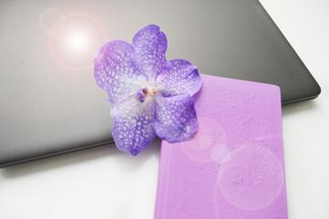 Very Peri orchid on notepad and laptop desktop morning sun rays
