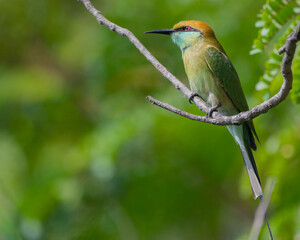 A green bee-eater resting on a tree branch with loverly green background.  