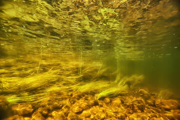 multicolored underwater landscape in the river, algae clear water, plants under water