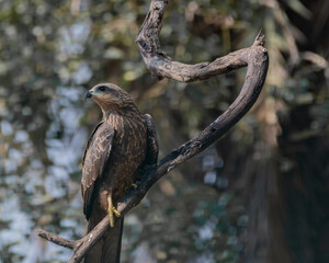 A Black Kite resting on a branch