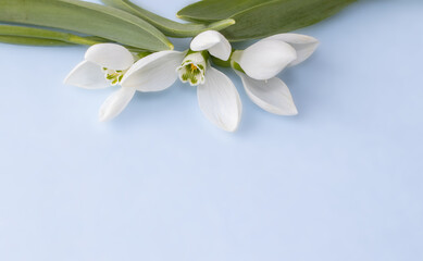 beautiful template for greeting card, space for text. snowdrops on the top of the page, blurry blue background. first forest flowers, under the snow. hello spring, march 8, women's day