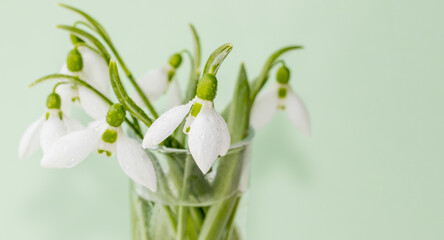 a bouquet of snowdrops in a transparent tequila glass. splashes of water on petals. first spring flowers. forest. hello spring. women's day concept. green blur background. space for text. greeting car