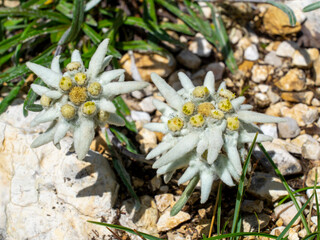Isolated rare and protected edelweiss flower. Wild flower. Leontopodium alpinum. Mountain flower. Alpine flowers