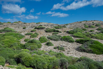 Fototapeta na wymiar Mediterranean shrublands in Cape of Favaritx, municipality of Mahon, Menorca, Spain