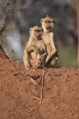 Baboons alert by the presence of potential predators 