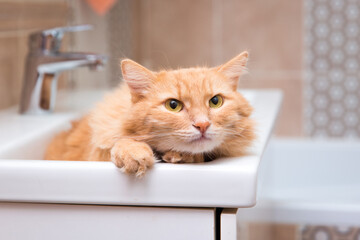 The red cat lies in the sink in the bathroom 