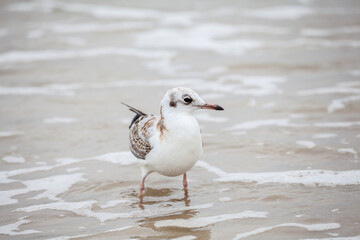 Seagull in the natural environment on the Baltic Sea.