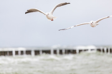 Seagull in the natural environment on the Baltic Sea.