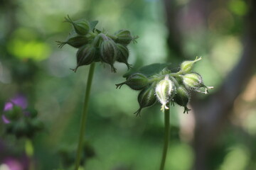 Bodziszek Geranium herbs