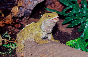 Tuatara.