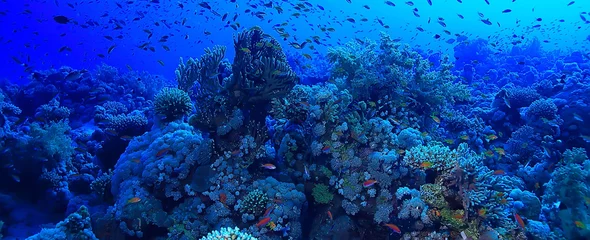  tropical sea underwater background diving ocean © kichigin19