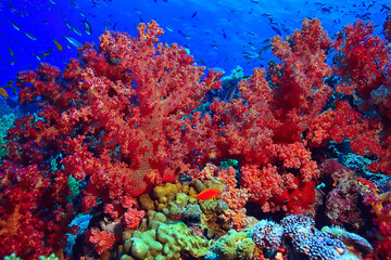 Korallenriff Hintergrund, Unterwasserwelt Ökosystem Ozean Meer
