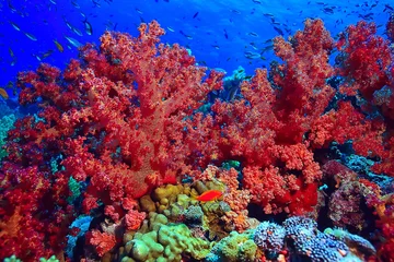 Foto auf Acrylglas Korallenriffe Korallenriff Hintergrund, Unterwasserwelt Ökosystem Ozean Meer