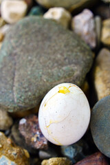 A broken egg of white color on stones with leaking entrails