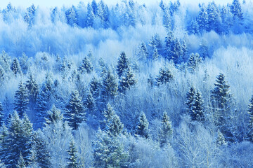 christmas tree in winter forest christmas landscape