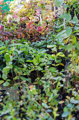 Agricultural industry. Street trade. Traditional fair. Seedlings of various ornamental plants for the garden and landscape design. Daytime. Selective focus.