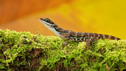 Anolis aquaticus, commonly known as the Water anole, is a species of anole, a lizard in the family Dactyloidae, native to the western coast of Costa Rica.