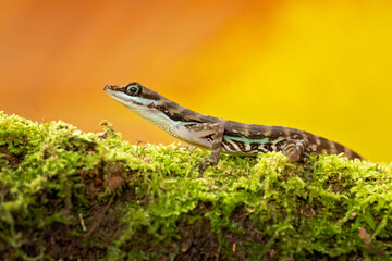 Anolis aquaticus, commonly known as the Water anole, is a species of anole, a lizard in the family Dactyloidae, native to the western coast of Costa Rica.