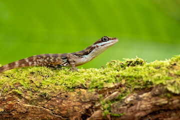 Obraz premium Anolis aquaticus, commonly known as the Water anole, is a species of anole, a lizard in the family Dactyloidae, native to the western coast of Costa Rica.