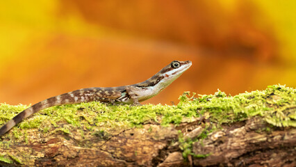 Anolis aquaticus, commonly known as the Water anole, is a species of anole, a lizard in the family Dactyloidae, native to the western coast of Costa Rica.
