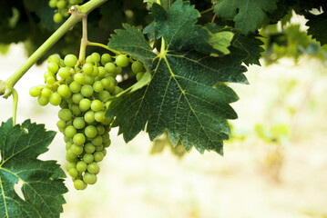 Grapes on vine