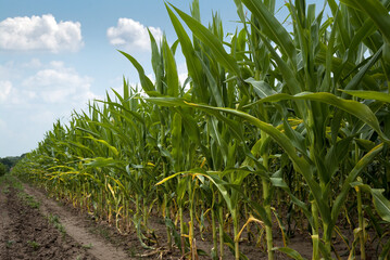 Corn field