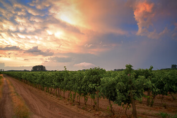 Fototapeta premium Vineyard at sunset