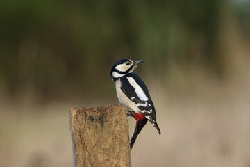 A female Great spotted wood pecker (Dendrocopos major).