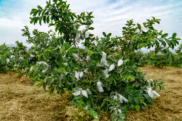 Guava trees flourish in the orchard