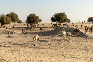Fototapeta na wymiar Camels with trees