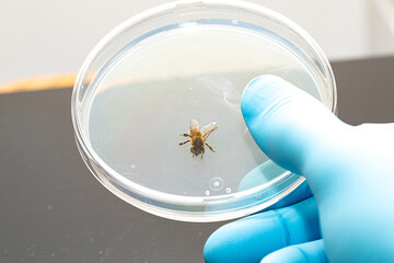 Biological tests on the poison of the sting of the melliferous bees. Scientist holding a Petri plate with a bee inside